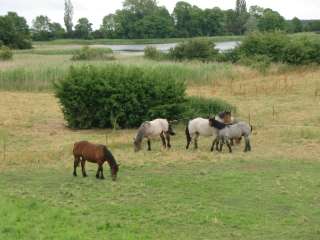 Pferde zu Besuch