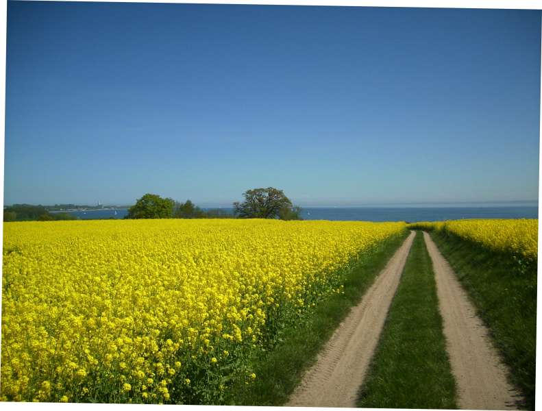 Wandern durch  Rapsblüte