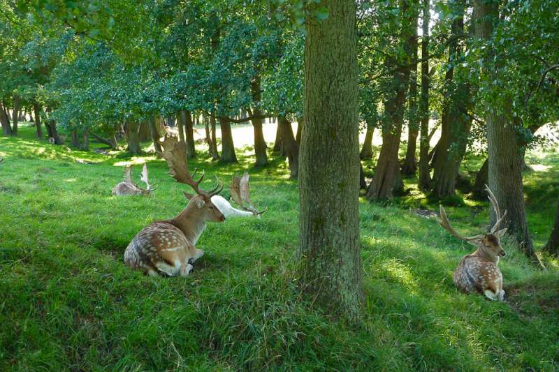 Wildgehege am Schlosspark