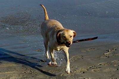 Hund am Strand