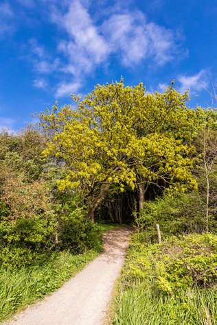 Wanderweg entlang Steilküste