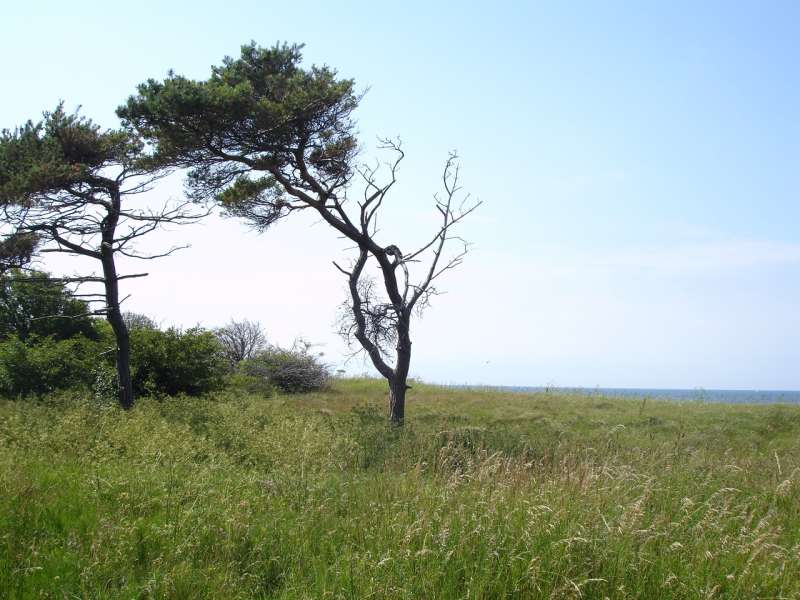 Bild von Dranske Ostsee Ferienhaus Rügen Fewo Comfort