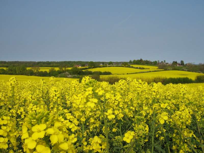 Rapsfelder im Frühling